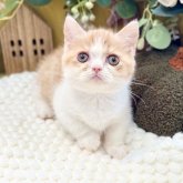 ミヌエット(短足)