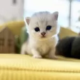 ペルシャ(チンチラ)