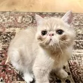 エキゾチックショートヘア