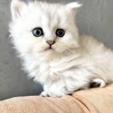 ペルシャ(チンチラ)