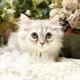 ペルシャ(チンチラ)