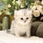 ペルシャ(チンチラ)【岐阜県・女の子・2026年1月18日・シェーデッドシルバー】の写真2