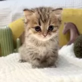 ペルシャ(チンチラ)【岐阜県・女の子・2025年9月20日・ゴールデン】の写真4