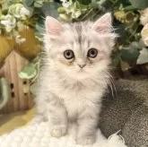 ペルシャ(チンチラ)【岐阜県・男の子・2025年9月20日・シルバー】の写真6