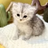 ペルシャ(チンチラ)【岐阜県・男の子・2025年9月20日・シルバー】の写真13