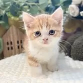 ミヌエット(短足)【岐阜県・男の子・2025年9月3日・レッドタビーホワイト】の写真10