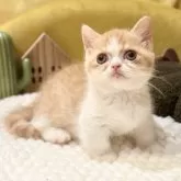 ミヌエット(短足)【岐阜県・女の子・2025年9月3日・レッドタビーホワイト】の写真11