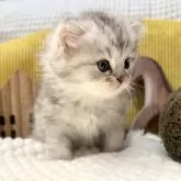 ペルシャ(チンチラ)【岐阜県・男の子・2025年9月20日・シルバー】の写真13