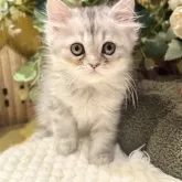 ペルシャ(チンチラ)【岐阜県・男の子・2025年9月20日・シルバー】の写真8