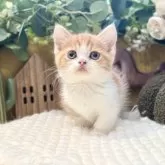 ミヌエット(短足)【岐阜県・男の子・2025年9月3日・レッドタビーホワイト】の写真8