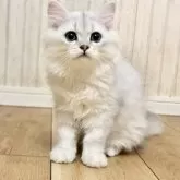 ペルシャ(チンチラ)【岐阜県・男の子・2025年6月2日・シルバー】の写真8