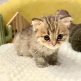 ペルシャ(チンチラ)【岐阜県・女の子・2025年9月20日・ゴールデン】の写真7