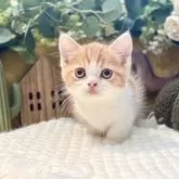 ミヌエット(短足)【岐阜県・男の子・2025年9月3日・レッドタビーホワイト】の写真5