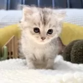 ペルシャ(チンチラ)【岐阜県・男の子・2025年9月20日・シルバー】の写真11