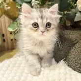 ペルシャ(チンチラ)【岐阜県・男の子・2025年9月20日・シルバー】の写真7