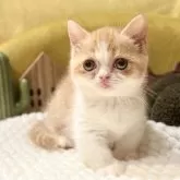 ミヌエット(短足)【岐阜県・女の子・2025年9月3日・レッドタビーホワイト】の写真13