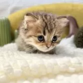 ペルシャ(チンチラ)【岐阜県・女の子・2025年9月20日・ゴールデン】の写真3