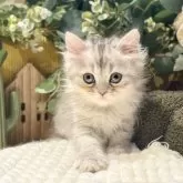 ペルシャ(チンチラ)【岐阜県・男の子・2025年9月20日・シルバー】の写真10