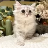ペルシャ(チンチラ)【岐阜県・男の子・2025年9月20日・シルバー】の写真2