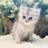 ペルシャ(チンチラ)【岐阜県・男の子・2025年9月20日・シルバー】の写真4