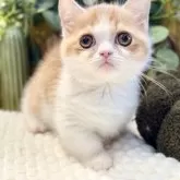 ミヌエット(短足)【岐阜県・女の子・2025年9月3日・レッドタビーホワイト】の写真6