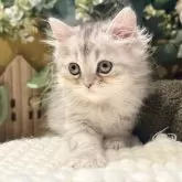 ペルシャ(チンチラ)【岐阜県・男の子・2025年9月20日・シルバー】の写真9