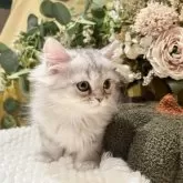 ペルシャ(チンチラ)【岐阜県・男の子・2025年9月20日・シルバー】の写真3