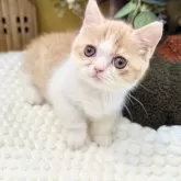 ミヌエット(短足)【岐阜県・女の子・2025年9月3日・レッドタビーホワイト】の写真9