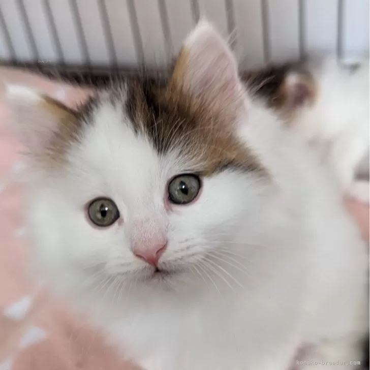 ID:2404-02391の子猫