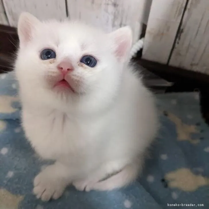 ID：2302-00946の子猫