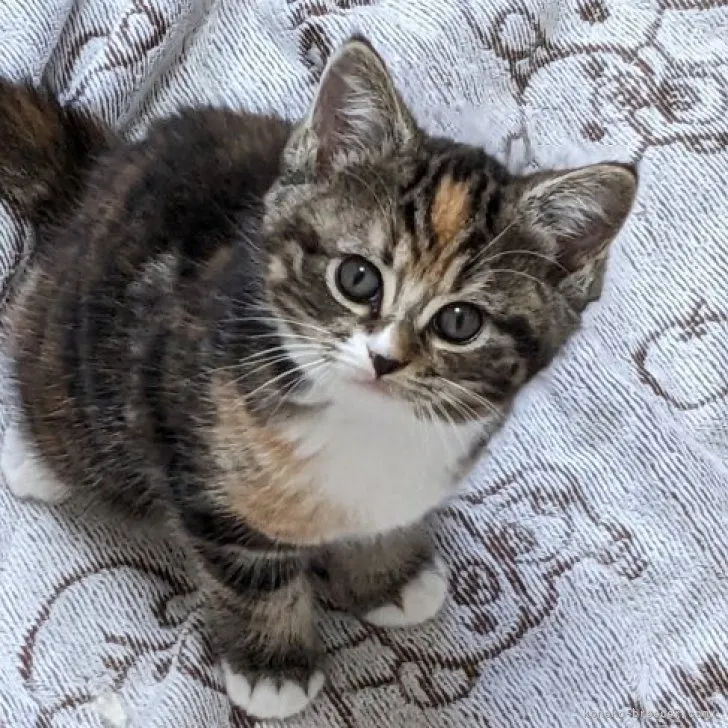 ID:2303-02639の子猫