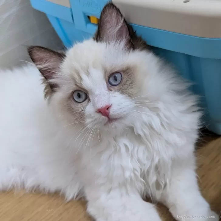 ID:2405-01155の子猫