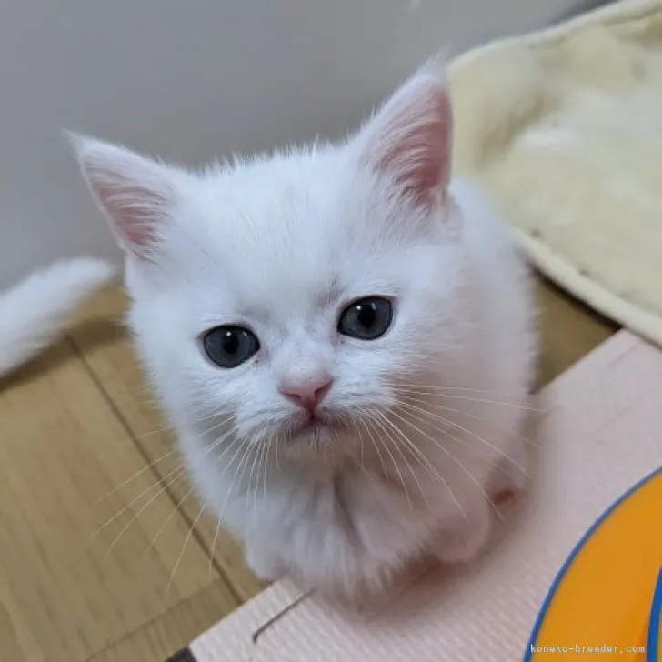 ID:2302-00993の子猫