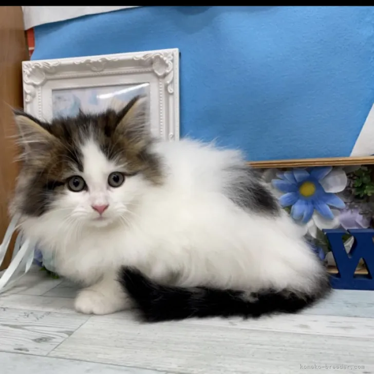 ID：2303-01084の子猫