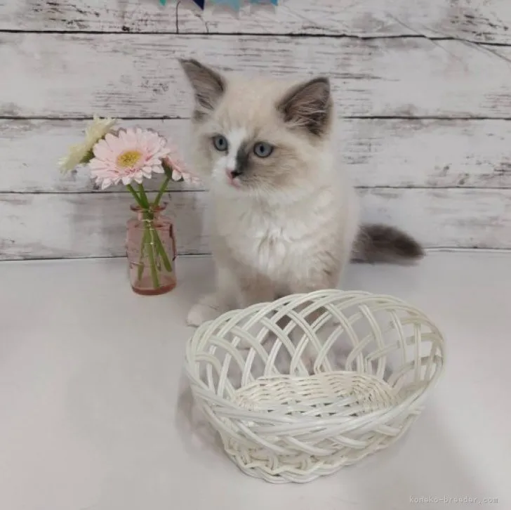 ID：2304-03041の子猫