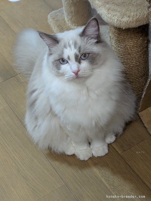 ラグドール【・女の子・2023年6月15日・ブルーポイントバイカラー】