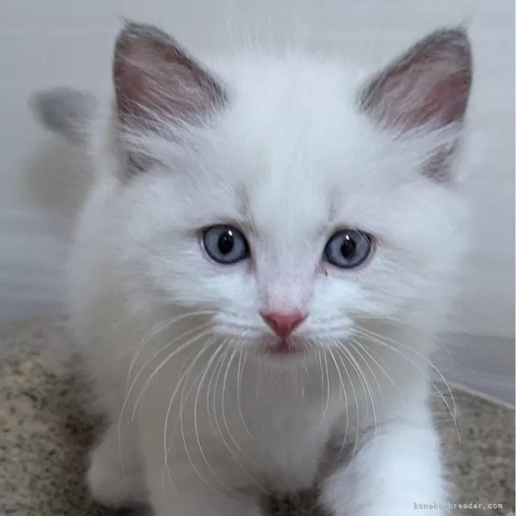 ID：2405-01158の子猫