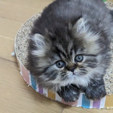ミヌエット(長足)【神奈川県・女の子・2023年7月12日・チンチラゴールデン】の写真「穏やかで人懐っこい女の子です。」