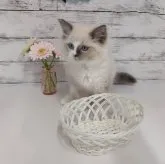 ラグドール【神奈川県・男の子・2023年3月25日・シールポイントミテッド】の写真1