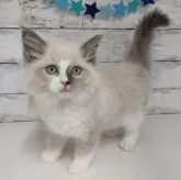 ラグドール【神奈川県・男の子・2023年3月25日・シールポイントミテッド】の写真2