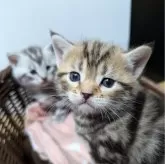 アメリカンショートヘア【神奈川県・男の子・2024年10月25日・ブラウンダビー】の写真2