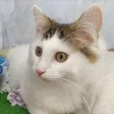 ノルウェージャンフォレストキャット【神奈川県・男の子・2023年2月11日・ブラウンタビー&ホワイト】の写真3