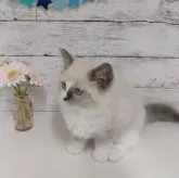 ラグドール【神奈川県・男の子・2023年3月25日・シールポイントミテッド】の写真5