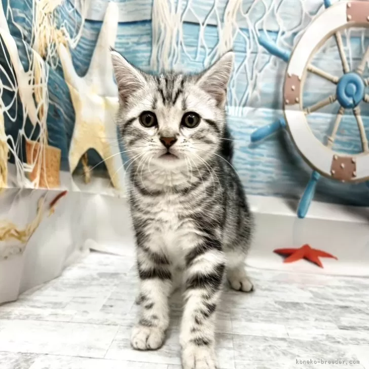 ID：2505-01249の子猫