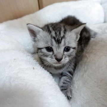 アメリカンショートヘア【神奈川県・女の子・2025年10月7日・シルバータビー】の写真「おっとり可愛い女の子
🩸両親遺伝子検査済🩸」