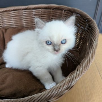 ラグドール【神奈川県・男の子・2025年9月24日・ブルーポイントミテッド】の写真「マイペースでおっとり男の子」