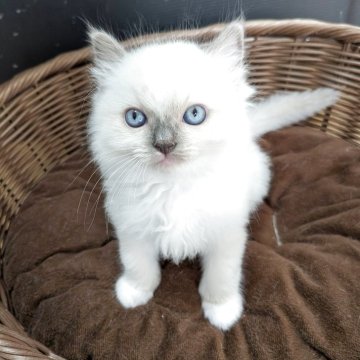 ラグドール【神奈川県・男の子・2025年9月24日・ブルーポイントミテッド】の写真「マイペースでおっとり男の子」