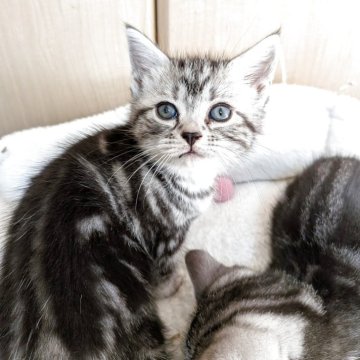 アメリカンショートヘア【神奈川県・女の子・2025年10月7日・シルバータビー】の写真「おっとり可愛い女の子
🩸両親遺伝子検査済🩸」