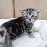 アメリカンショートヘア