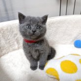 ブリティッシュショートヘア